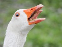 geese-main.jpg