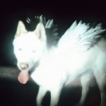 Fat_Dog_-_Cancel_Me_(I'm_Tired)_-_Packshot_WIG568D.jpg