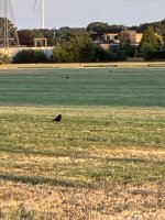 IMG_4821.jpeg