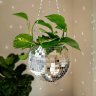 glitterplant