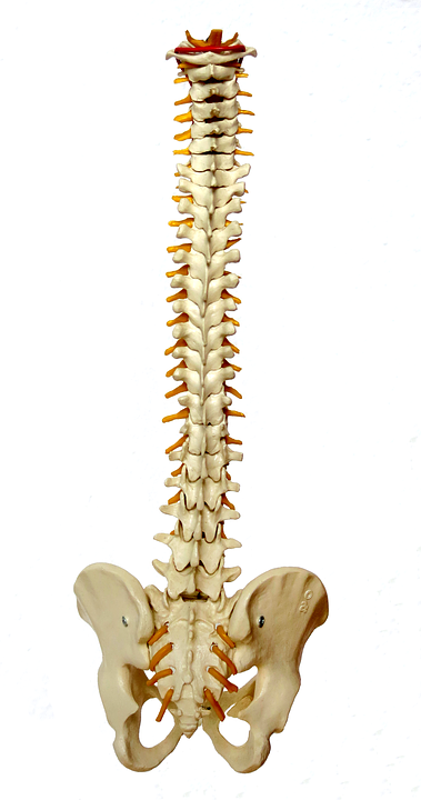 spine-957249_960_720.png